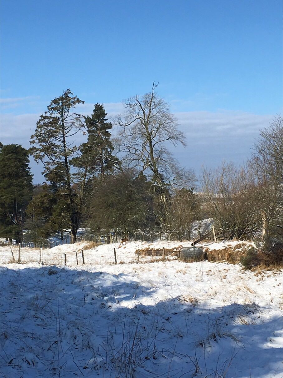 BloggerImage