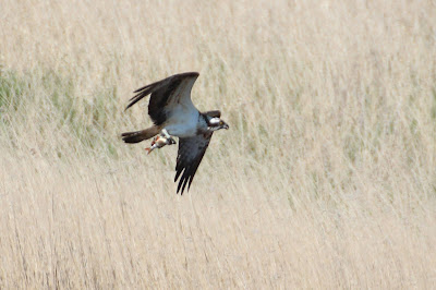 Fiskearn - Visarend - Pandion haliaetus