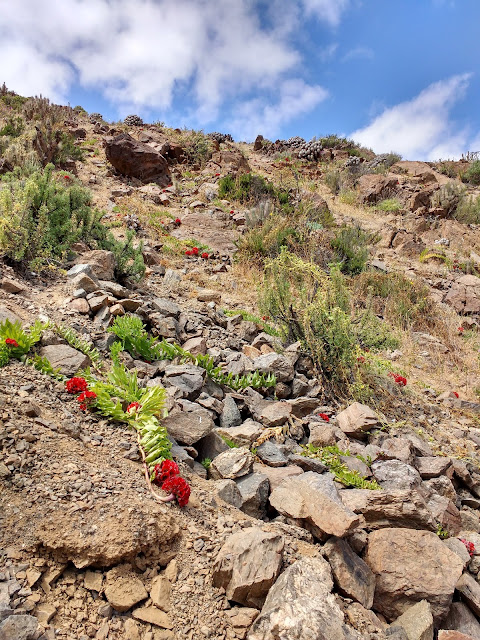 Desierto florido en Parque Llanos de Challe, Región de Atacama, Chile