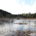 Beaver Lake - Downtown Vancouver, Canada