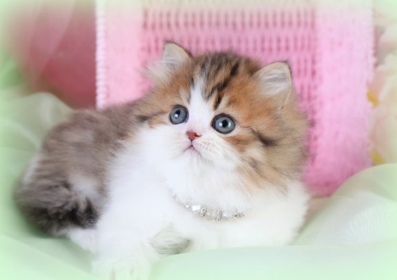 Persian cat