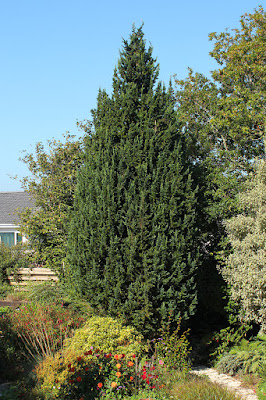 Chamaecyparis lawsoniana 'Little Spire'