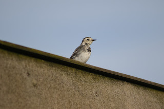 Pied Wagtail