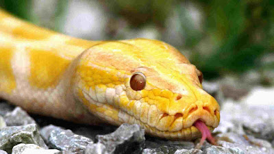 King Cobra Snakes Latest Hd Picture/Wallpapers