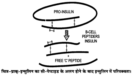 Solutions Class 12 जीव विज्ञान Chapter-12 (जैव प्रौद्योगिकी एवं उसके उपयोग)