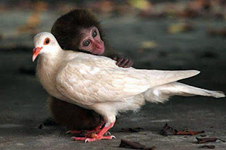 Funny Animals Hugging