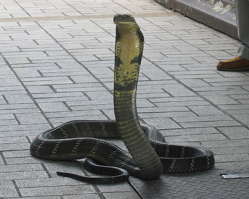 Snake king Cobra