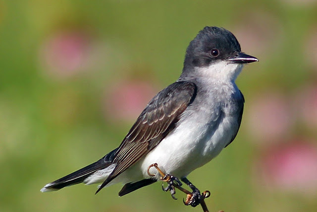 Wild Birds In Texas