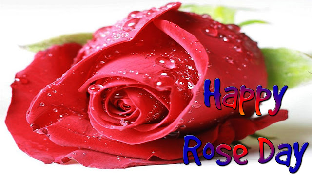 Lovely-rose-day-wallpapers