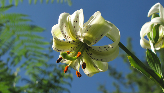 Лилия Ледебура (Lilium ledebourii)