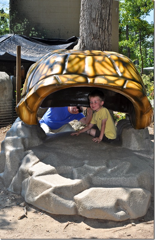 turtle (2)