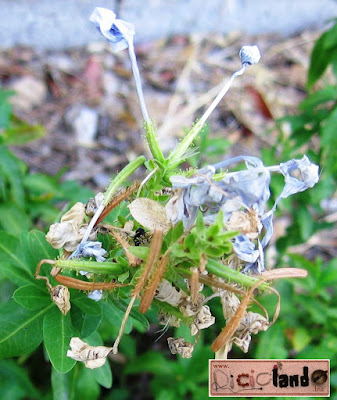 fiore appassito (con semi) Plumbago Riciclando