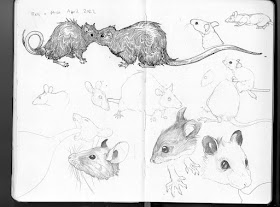 09-Rats-and-mice-study-Candace Breakell Sketchbook Animal Drawings-www-designstack-co