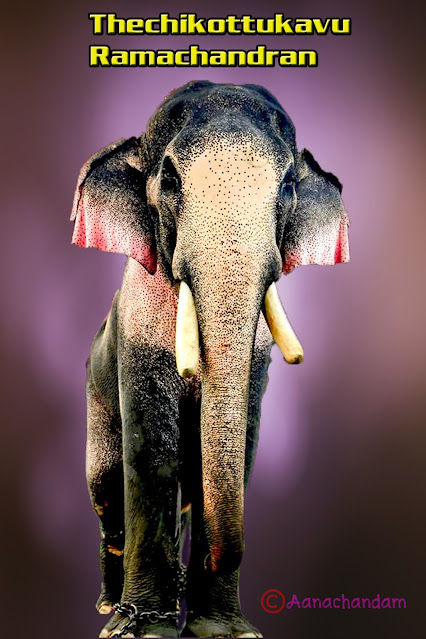 Top Ten Kerala Elephants List