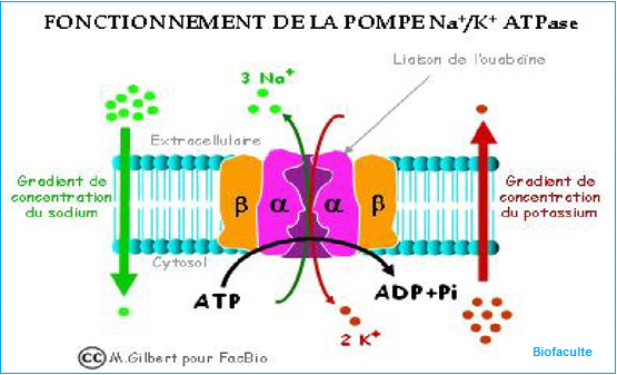 la pompe Na+/ K+/ATPase