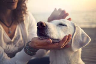 Saiba mais sobre o Reiki em Animais