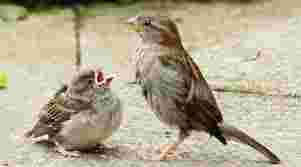 मैं गौरैया बोल रही हूँ- विश्व गौरैया दिवस | World sparrow day