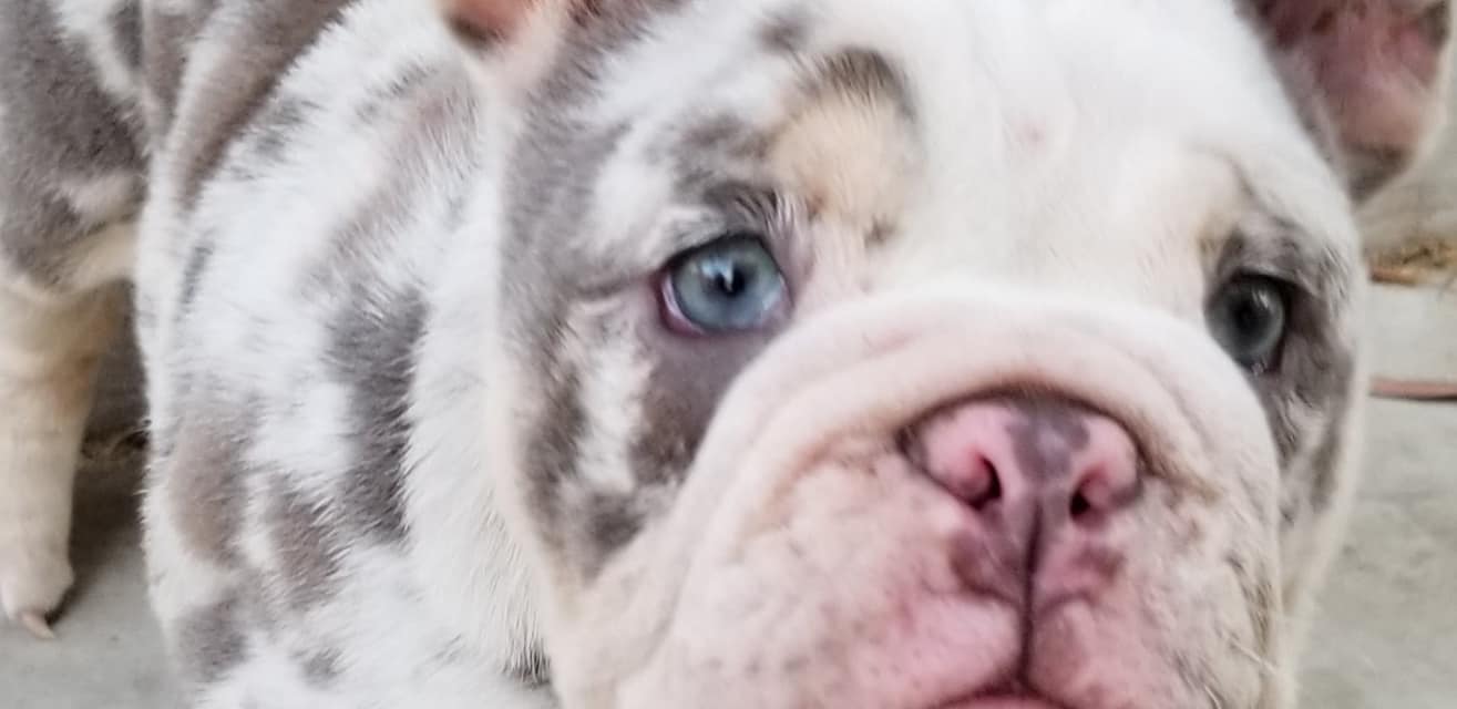 English Bulldogs Deluxe Bulldogs Adoption Providing Quality Akc Bulldog Puppies