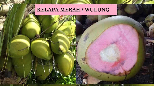 manfaat dan khasiat buah pohon kelapa muda serat merah