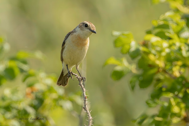 北海道で出会った野鳥　ノビタキのメス