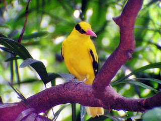 Mengenal burung kepodang