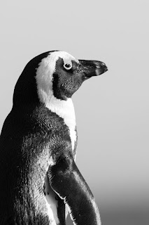 is penguin a mammal