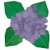 Hydrangea