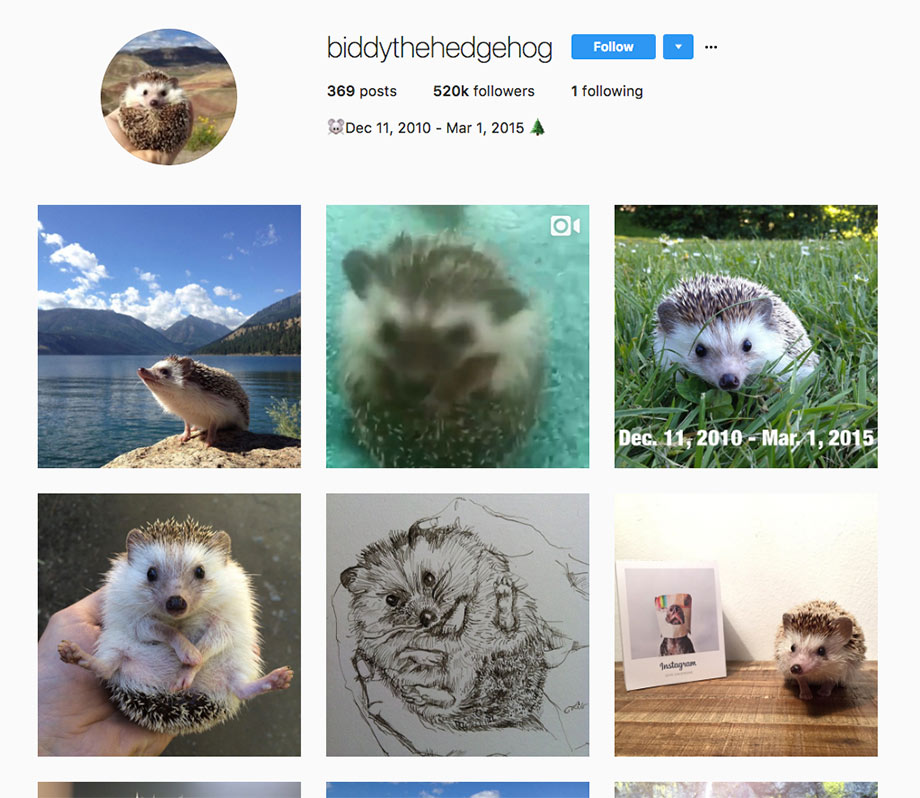  Instagram Biddy the Hedgehog