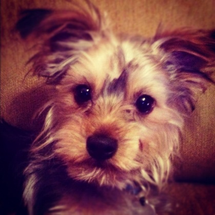 Yorkie