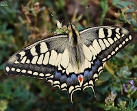 El macaón​ (Papilio machaon) 