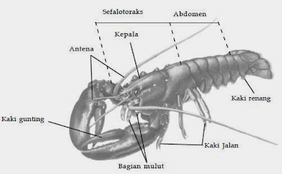 Penjelasan Tentang Filum Arthropoda  Biologi Indonesia