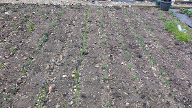 Allotment and greenhouse progress in spring