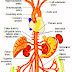 Aorta and Carotid Arteries Aortic anatomy