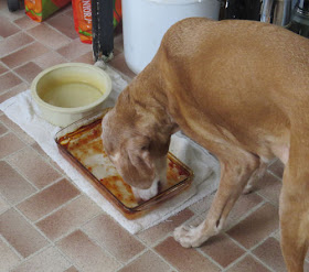 dog licking baking dish