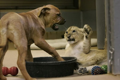 Baby Lion Wrestling with Puppy Seen On www.coolpicturegallery.us