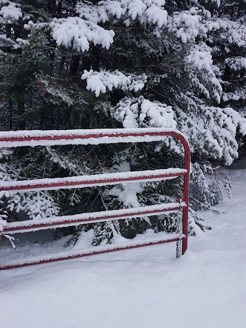 red metal gate in snowy yard with pine trees