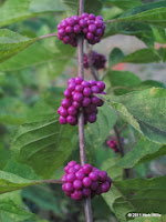 Beautyberry