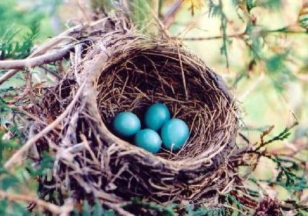 Robin Birds Nest