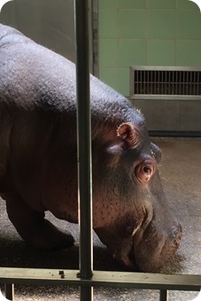 Hippo at Cheyenne Mountain Zoo