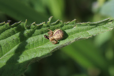 Moeraskrabspin - - Xysticus ulmi