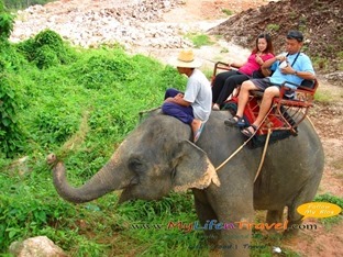 Phuket Rida an Elephant