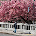 Kawazu Sakura at Ichijo Modori Bashi: Early Cherry Blossom in Kyoto