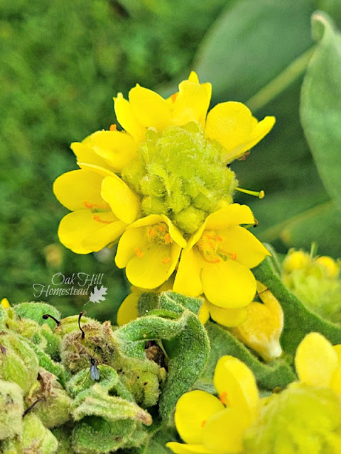 Close up of woolly mullein flowers