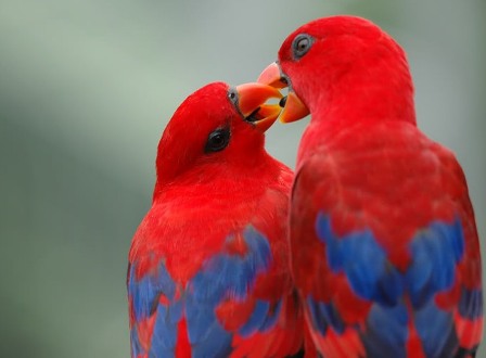 Image result for love birds pic