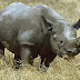 Những câu chuyện thú vị về loài tê giác