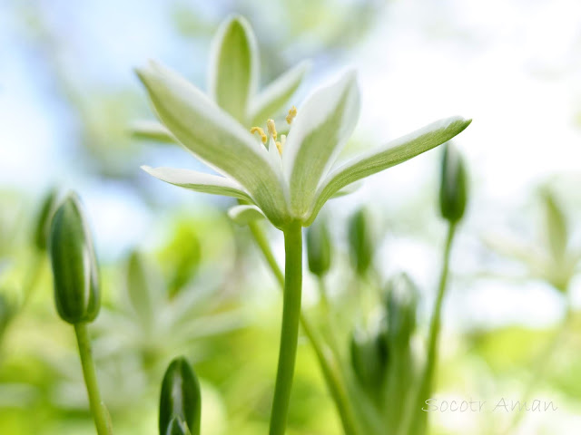 Ornithogalum umbellatum