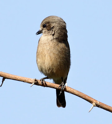 Pied Bushchat