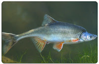 humpback chub