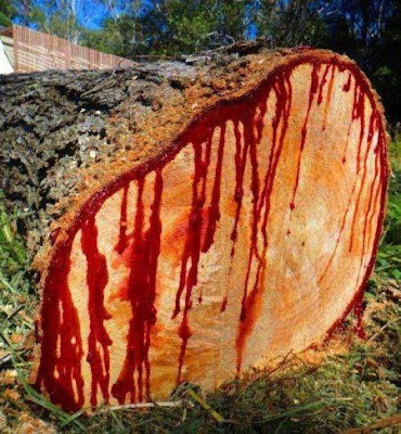 A bleeding dragon tree