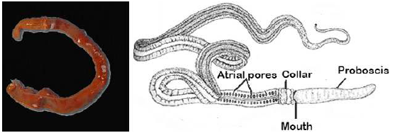 FSc Biology Part 1 XI 11th Chapter 10 Kingdom Animalia Notes Long Questions fscnotes0